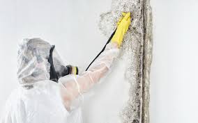 Best Emergency Mold Remediation  in Lake Shore, UT